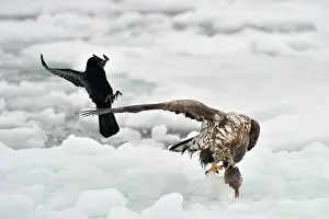 Hokkaido: White-tailed Eagle