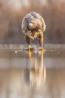 Bacs: White-Tailed Eagle