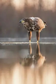 Bacs: White-Tailed Eagle