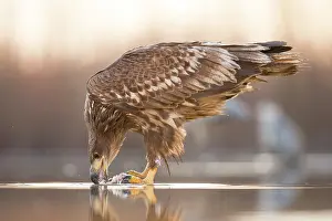Bacs: White-Tailed Eagle