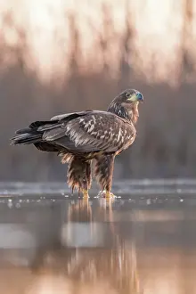 Bacs: White-Tailed Eagle