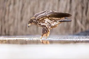 Bacs: White-Tailed Eagle