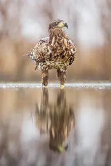 Bacs: White-Tailed Eagle