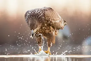 Bacs: White-Tailed Eagle