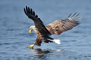 Oder: White-Tailed Eagle