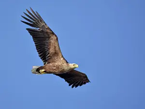 Oder: White-Tailed Eagle