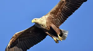 Oder: White-Tailed Eagle