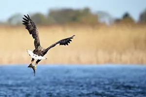 Stepnica: White-Tailed Eagle