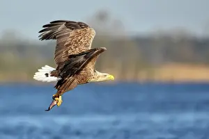 Stepnica: White-Tailed Eagle