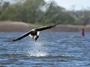 Stepnica: White-Tailed Eagle