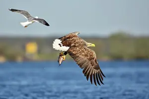 Stepnica: White-Tailed Eagle