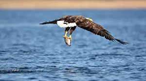 Stepnica: White-Tailed Eagle