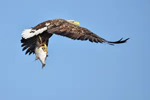 Stepnica: White-Tailed Eagle