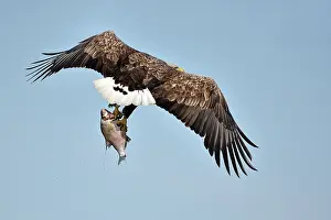 Stepnica: White-Tailed Eagle