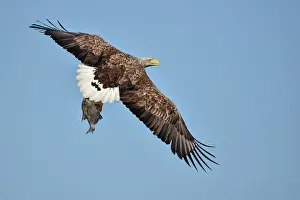 Stepnica: White-Tailed Eagle
