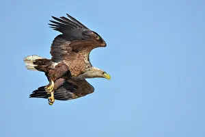Stepnica: White-Tailed Eagle