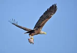 Stepnica: White-Tailed Eagle