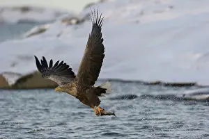 Flatanger: White-Tailed Eagle