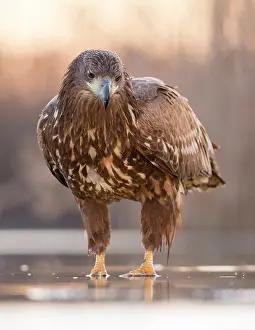 Bacs: White-Tailed Eagle