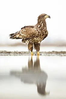 Bacs: White-Tailed Eagle