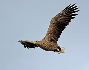 Ketelmeer: White-tailed Eagle