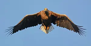 Ketelmeer: White-tailed Eagle