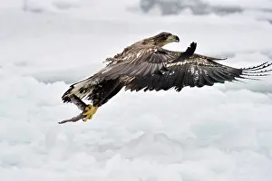 Hokkaido: White-tailed Eagle