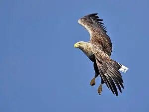 Oderdelta: White-Tailed Eagle