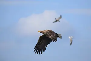 Mull: White-Tailed Eagle