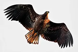 Roggebotzand: White-Tailed Eagle