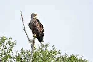Ketelmeer: White-Tailed Eagle
