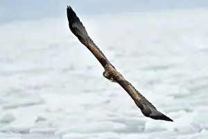 Hokkaido: White-tailed Eagle