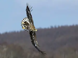 Hokkaido: White-tailed Eagle