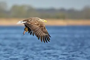 Albicilla: White-Tailed Eagle