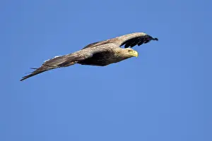 Albicilla: White-Tailed Eagle
