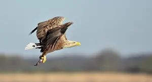 Albicilla: White-Tailed Eagle