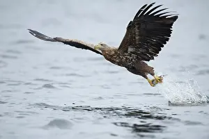 Albicilla: White-tailed Eagle