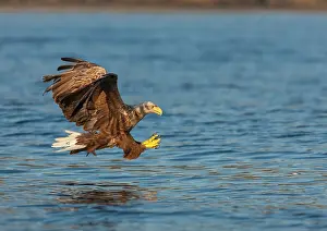 Kill: White-tailed eagle