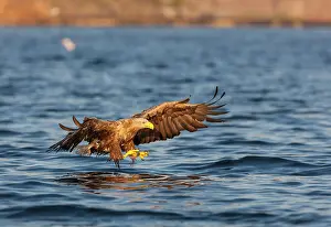 Albicilla: White-tailed eagle