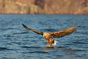Kill: White-tailed eagle