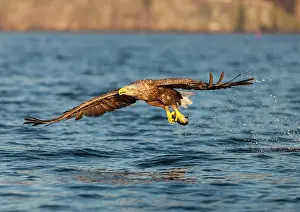 Kill: White-tailed eagle