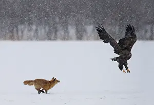 Attacking: White-tailed Eagle