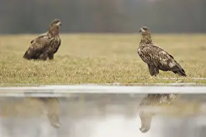 Albicilla: White-tailed Eagle