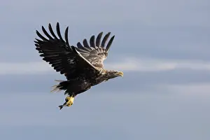 Fjords: White-tailed eagle
