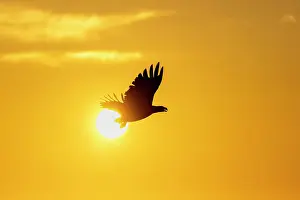 Fjords: White-tailed eagle