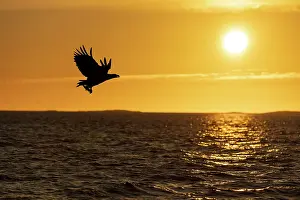 Fjords: White-tailed eagle