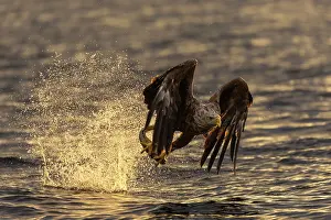 Fjords: White-tailed eagle