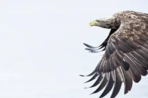 Fjords: White-tailed eagle