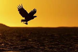 Fjords: White-tailed eagle