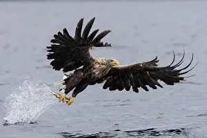 Fjords: White-tailed eagle